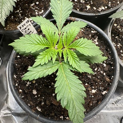 Cherry Pie - ILGM growlog photo: outgrowing these 1 gal pots after only 2 weeks, gonna transfer to final 3 and 5 gal pots on Friday... Waiting on more Supersoil Concentrate. This stuff has been working great on these plants! All I have to do is water! 