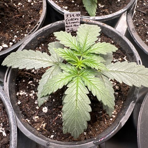 Cookies & Cream - ILGM growlog timeline photo