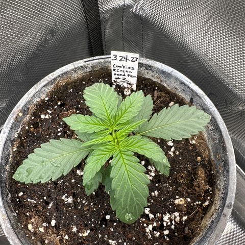 Cookies & Cream - ILGM growlog timeline photo