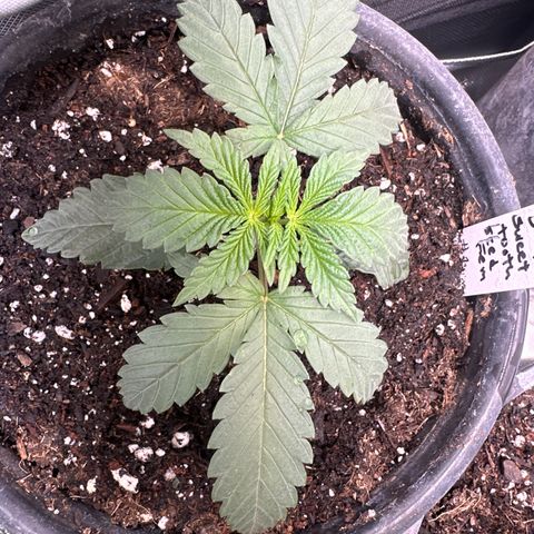 Sweet Tooth - ILGM growlog timeline photo