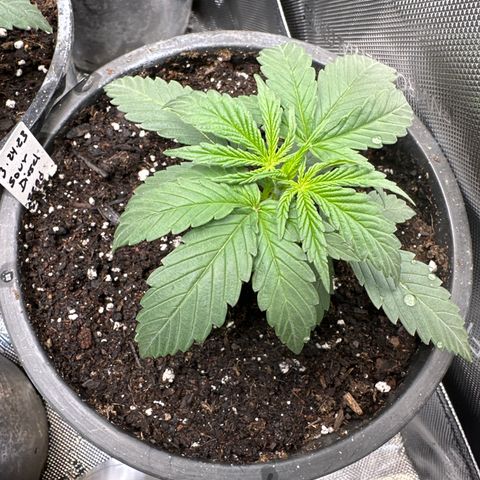 Sour Diesel - ILGM growlog timeline photo