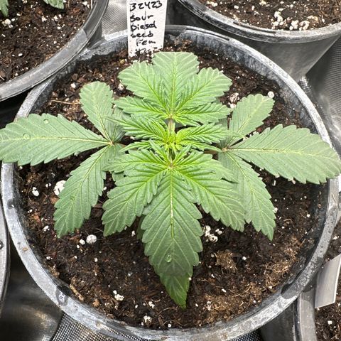 Sour Diesel - ILGM growlog timeline photo