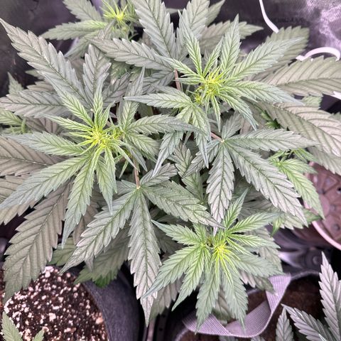 Tiny  growlog photo: Starting to flower