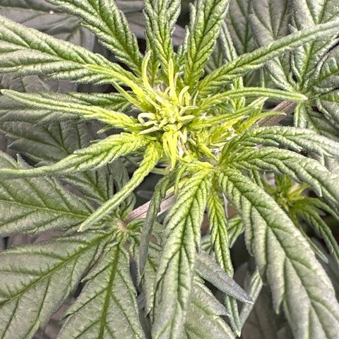 Tiny  growlog photo: Starting to flower