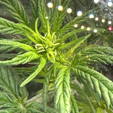 Tiny  growlog timeline photo