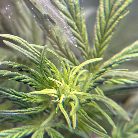 Lizzo  growlog timeline photo