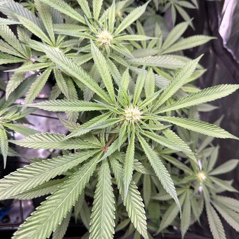 Miri Miri growlog timeline photo