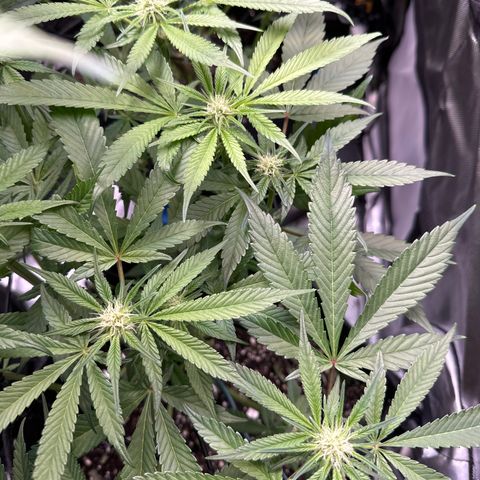 Miri Miri growlog timeline photo
