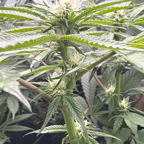 Miri Miri growlog timeline photo