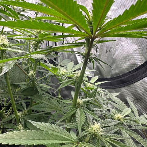 Miri Miri growlog timeline photo