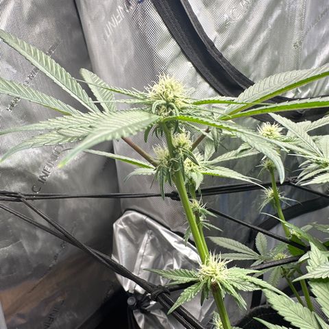 Michelle growlog timeline photo