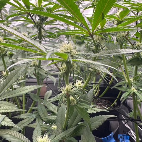 Michelle growlog timeline photo
