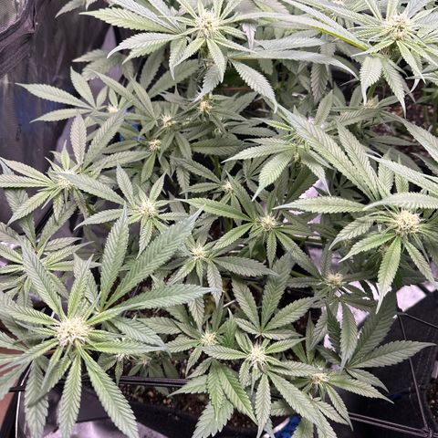 Michelle growlog timeline photo