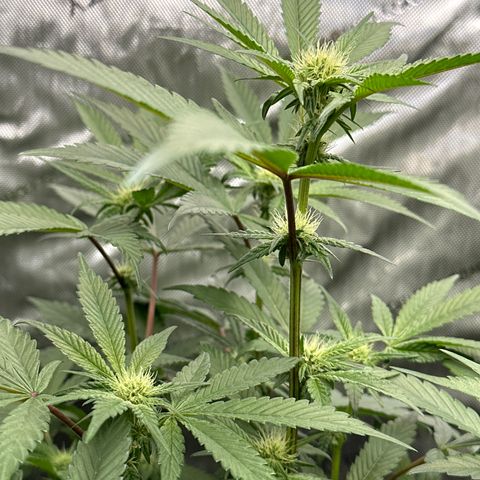 Iraida  growlog timeline photo