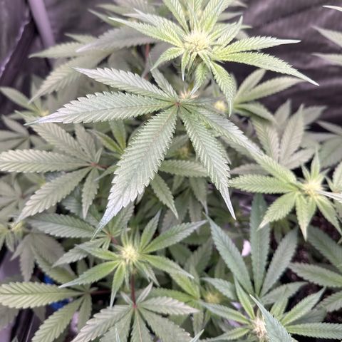 Iraida  growlog timeline photo
