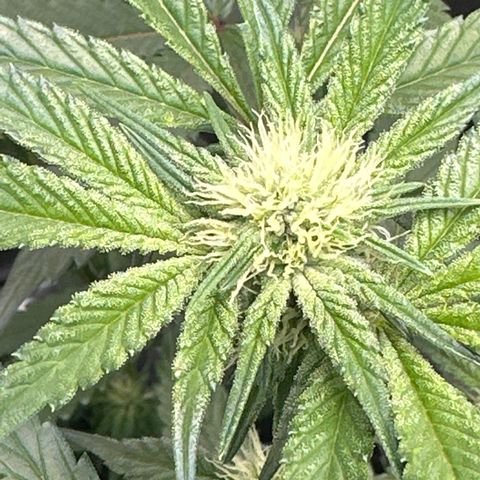 Iraida  growlog timeline photo