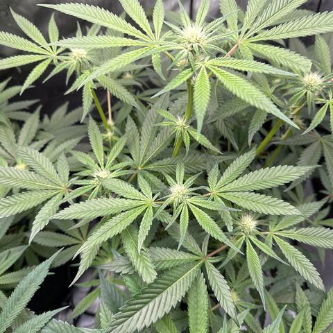 Rebecca  growlog timeline photo
