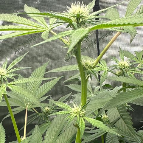 Rebecca  growlog timeline photo