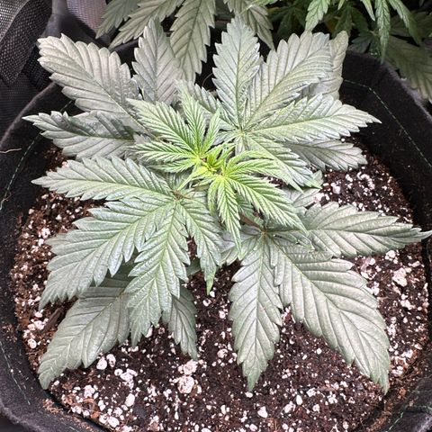 Cherry Pie - ILGM growlog timeline photo