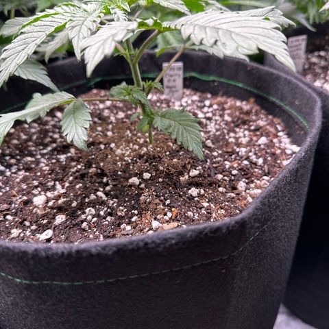 Cherry Pie - ILGM growlog timeline photo
