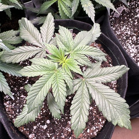 Cherry Pie - ILGM growlog timeline photo