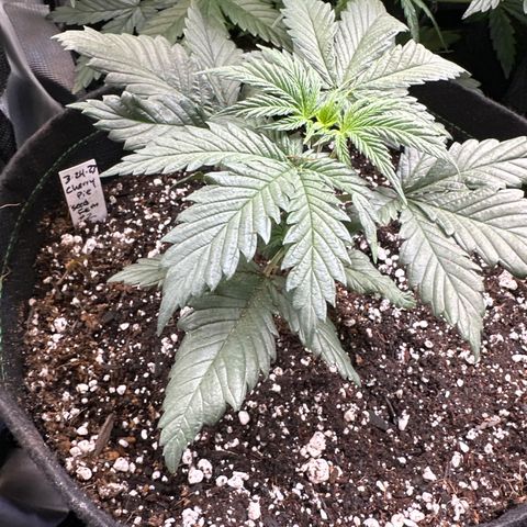 Cherry Pie - ILGM growlog timeline photo