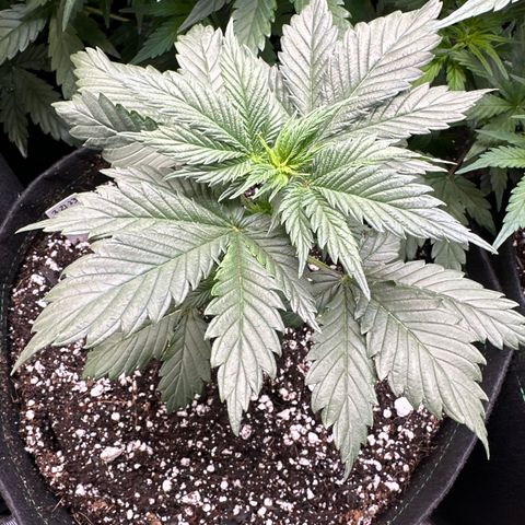 Cherry Pie - ILGM growlog timeline photo