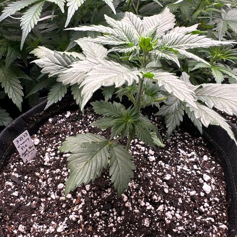 Cherry Pie - ILGM growlog timeline photo