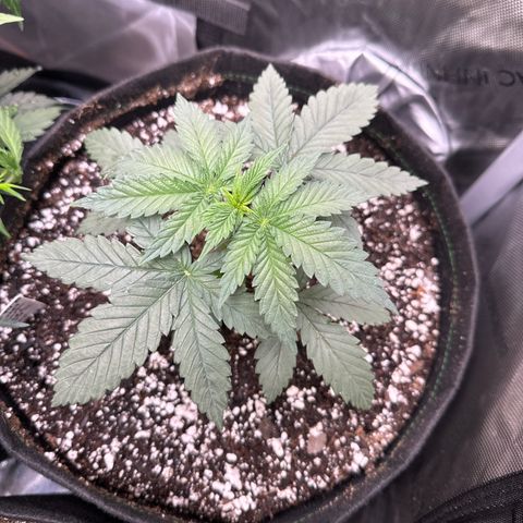 Sweet Tooth - ILGM growlog photo: Transplanted to 5 gal fabric pot 