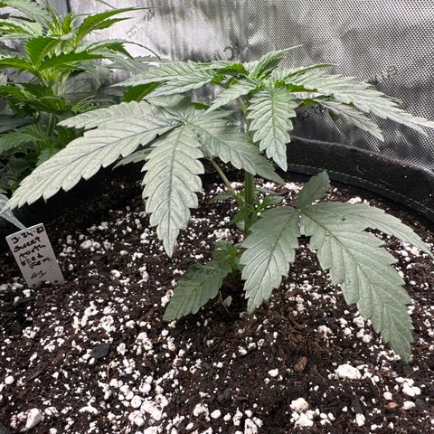 Sweet Tooth - ILGM growlog photo: Transplanted to 5 gal fabric pot 