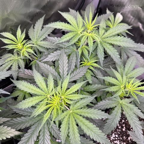 Kim growlog timeline photo