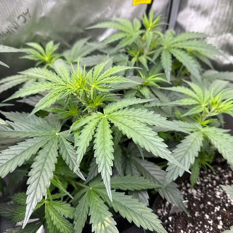 Kim growlog timeline photo