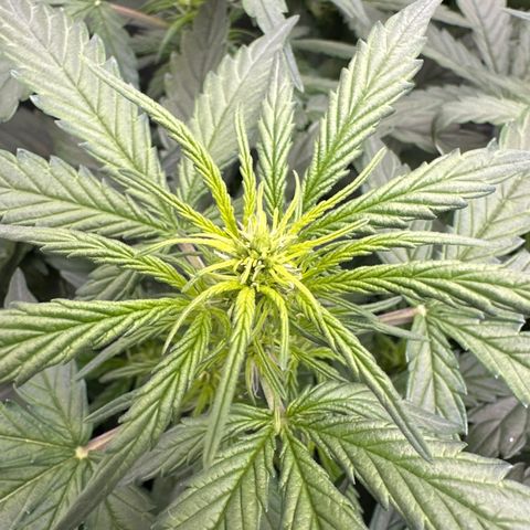 Tiny  growlog timeline photo