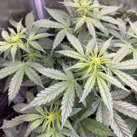Tiny  growlog timeline photo