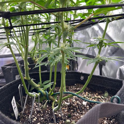 Miri Miri growlog timeline photo
