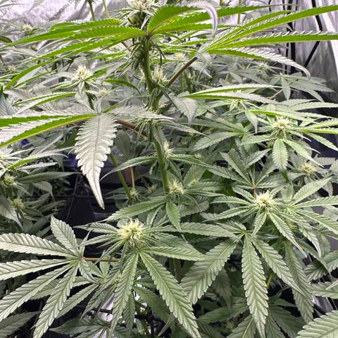 Miri Miri growlog timeline photo