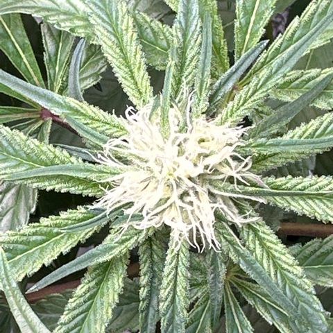 Miri Miri growlog timeline photo