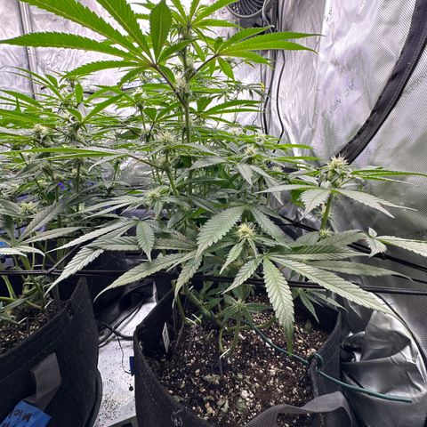 Miri Miri growlog timeline photo