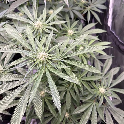 Miri Miri growlog timeline photo
