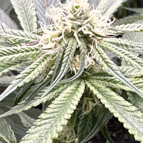 Michelle growlog timeline photo