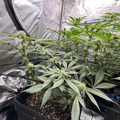 Michelle growlog timeline photo