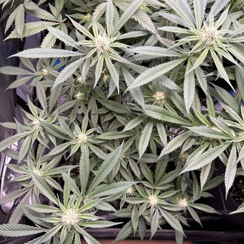 Michelle growlog timeline photo