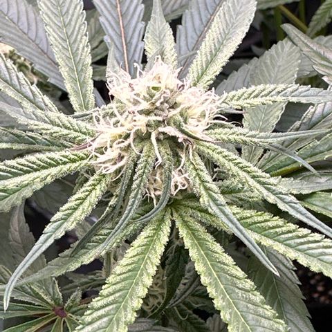 Michelle growlog timeline photo