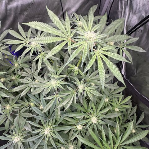 Iraida  growlog timeline photo