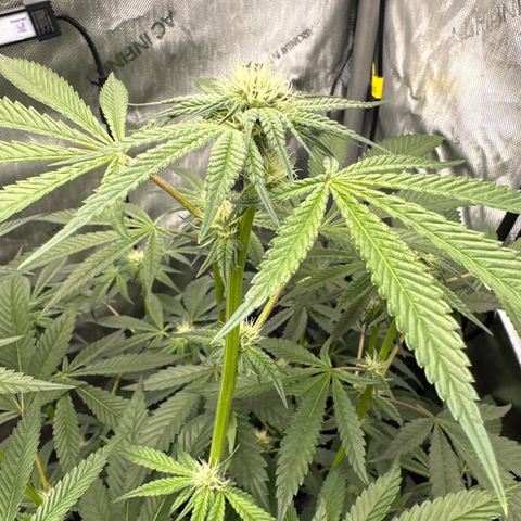 Iraida  growlog timeline photo