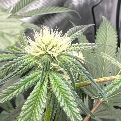 Iraida  growlog timeline photo