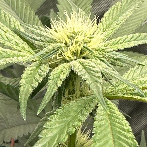 Rebecca  growlog timeline photo
