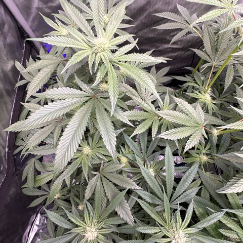 Rebecca  growlog timeline photo