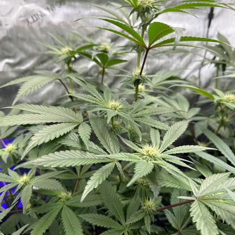 Rebecca  growlog timeline photo