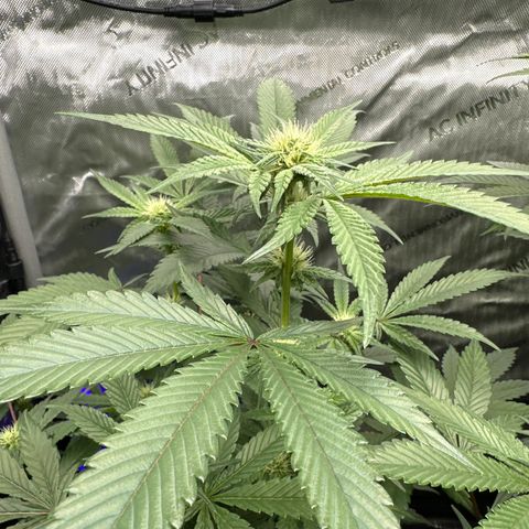 Rebecca  growlog timeline photo